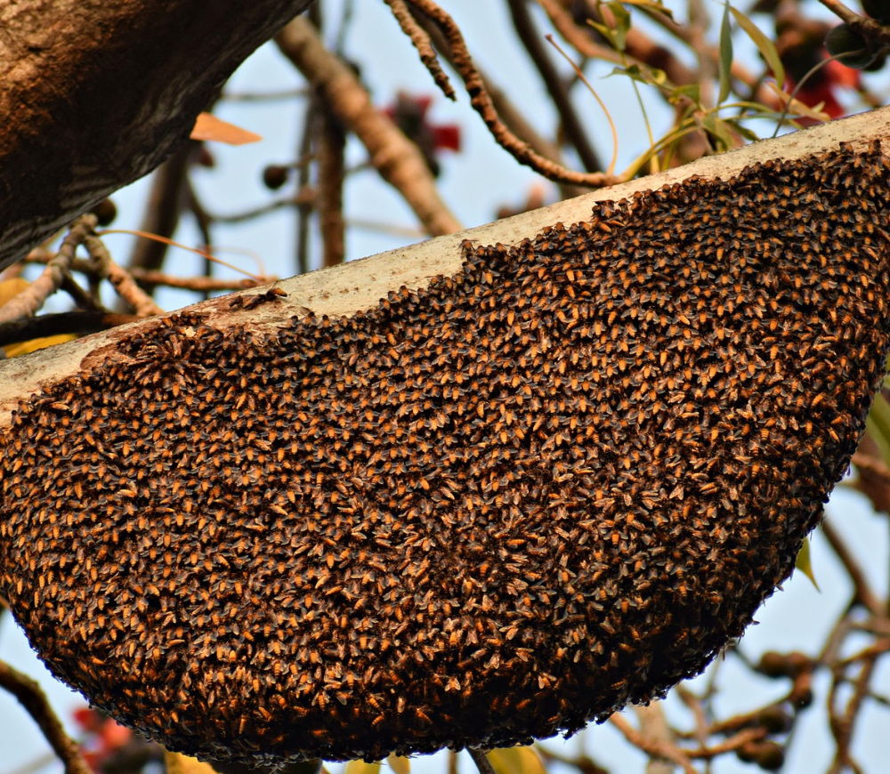 bee-hive
