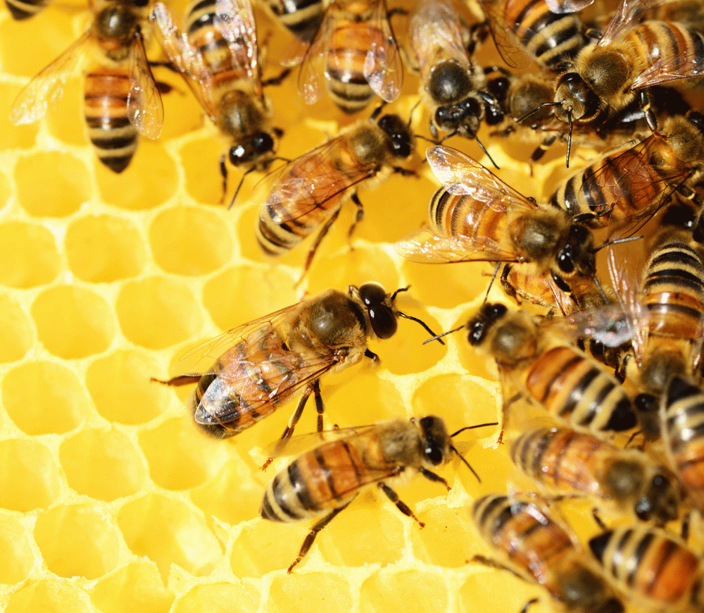bees-working